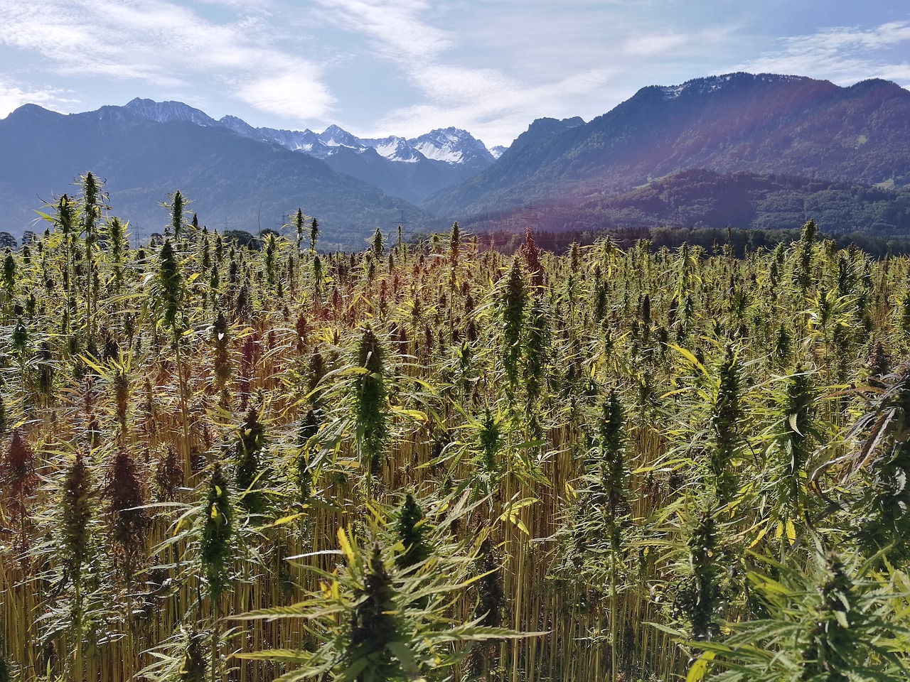 hemp field  hemp plants  cannabis sativa free photo