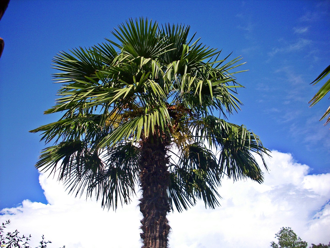 hemp palm crown clouds free photo