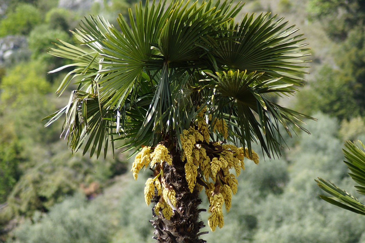 hemp palm  palm  palm tree free photo