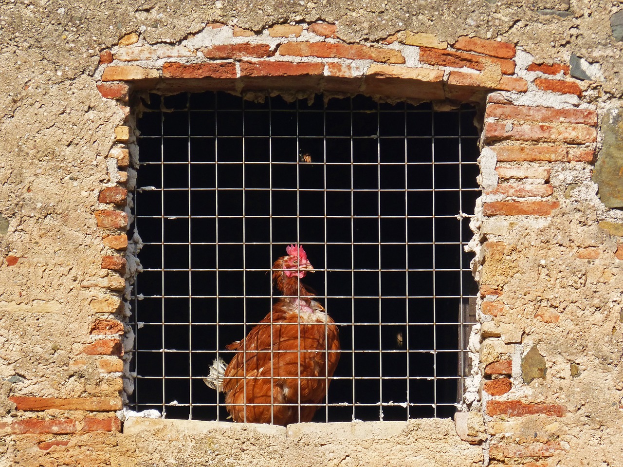 hen window bars free photo