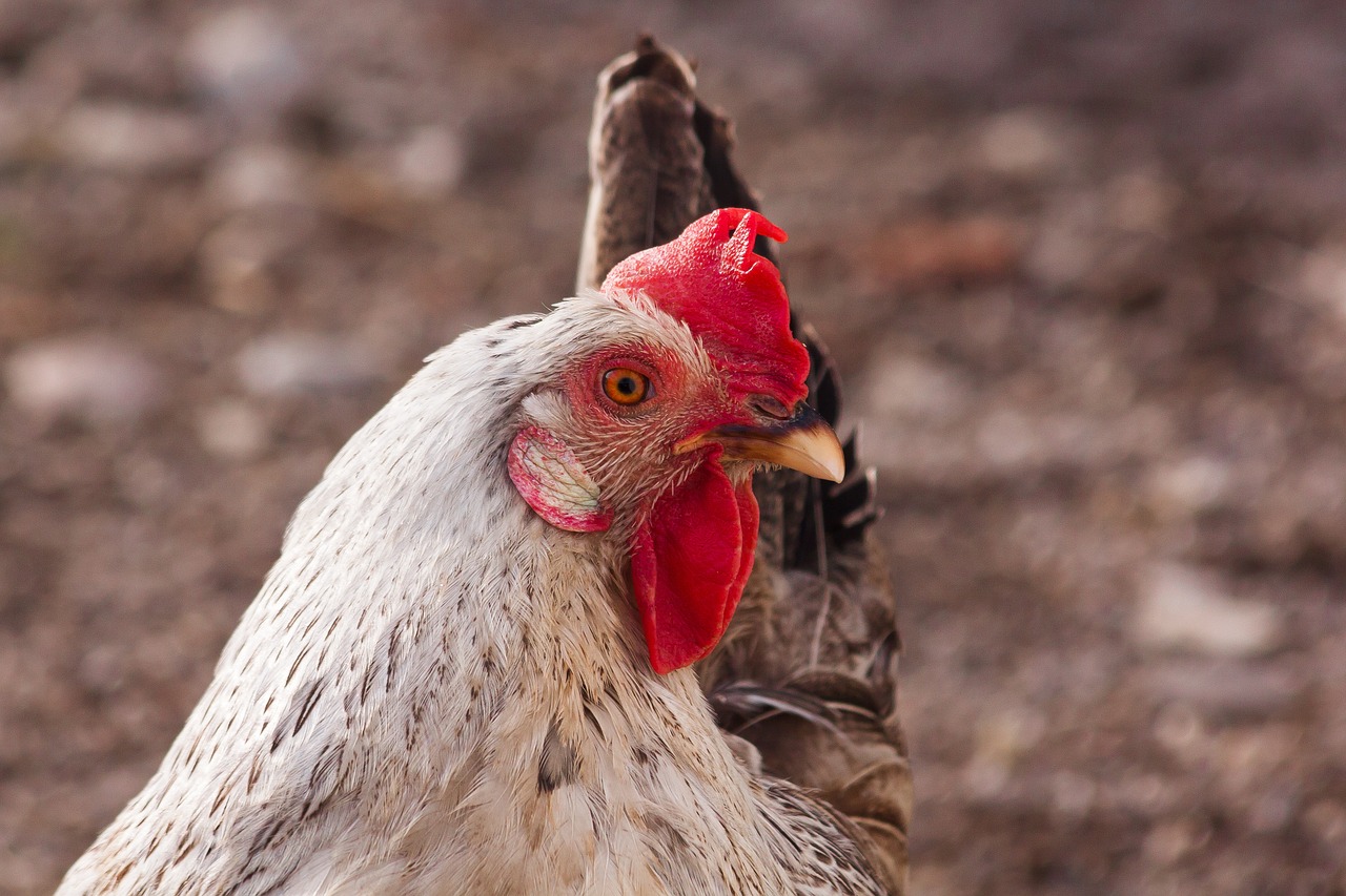 hen chicken free running free photo