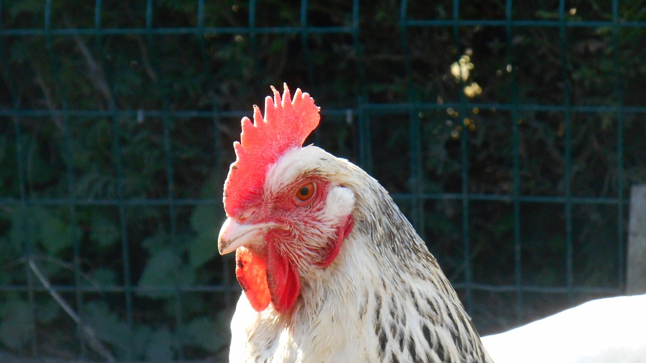 hen chicken coop poultry free photo