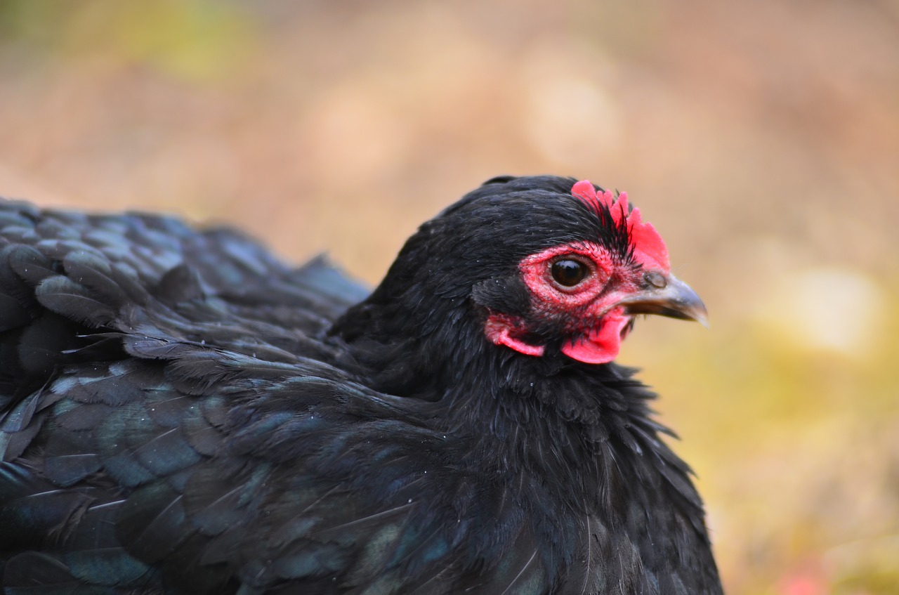 hen farm breeding free photo