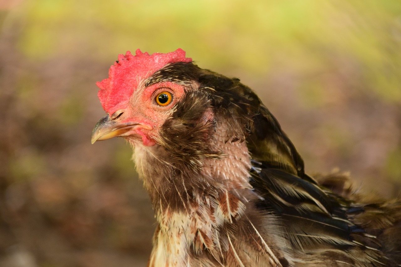 hen chicken poultry free photo