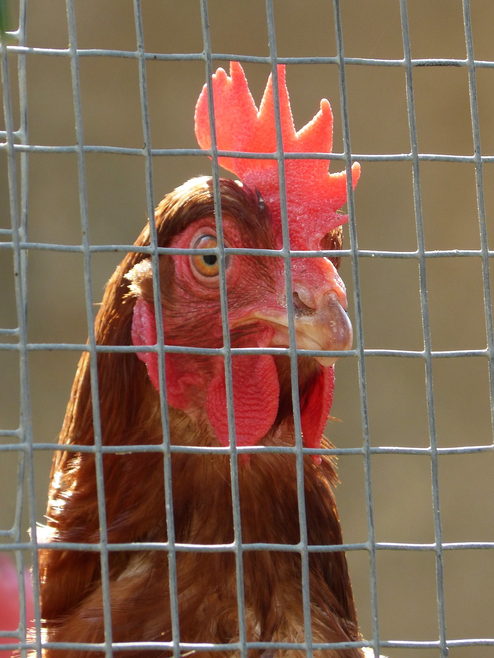 hen poultry captivity free photo