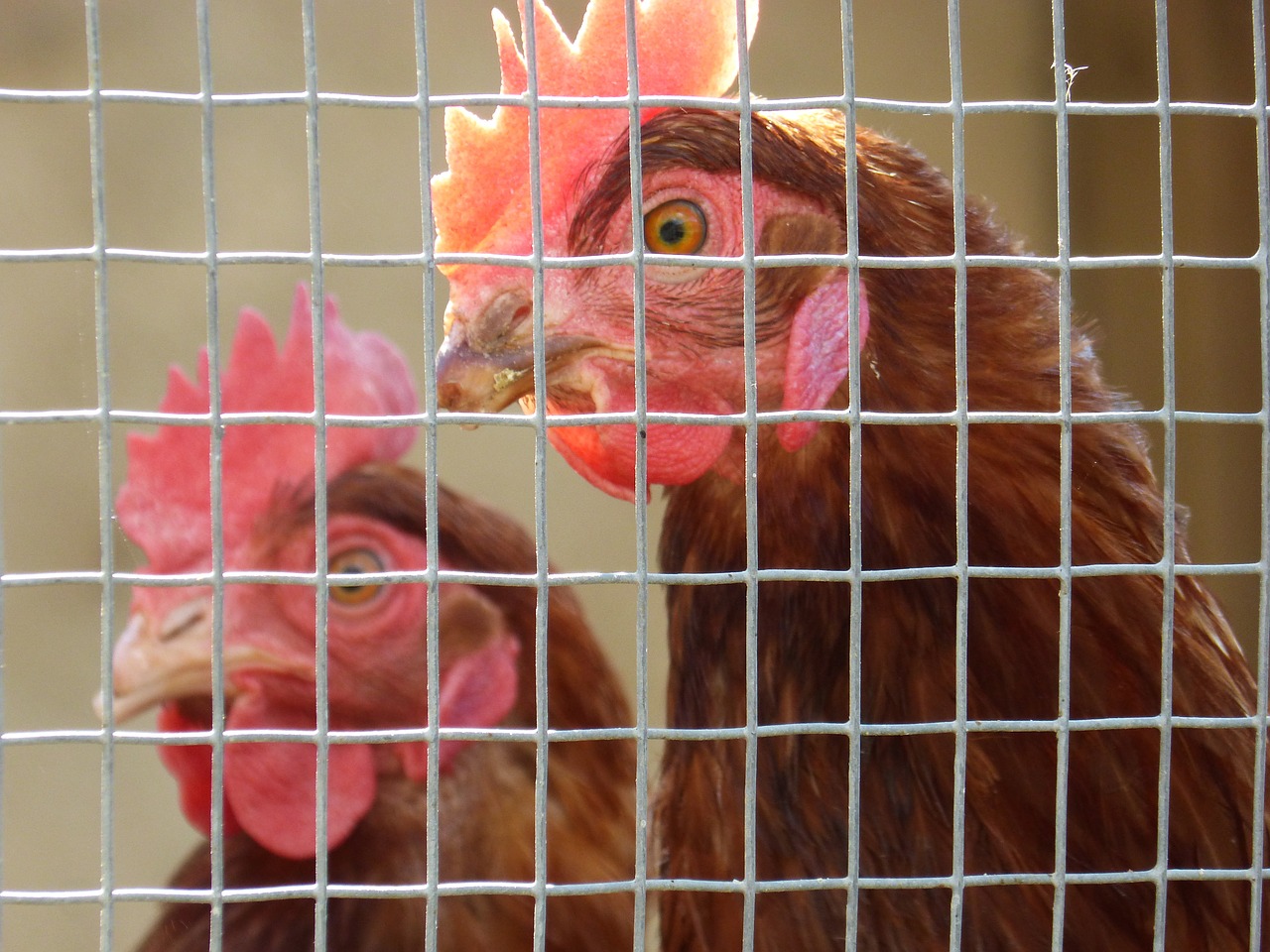 hen poultry captivity free photo