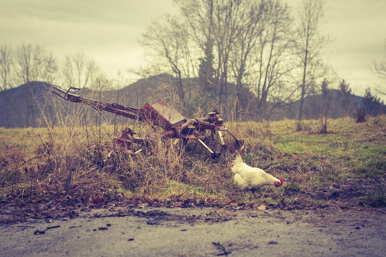 hen chicken poultry free photo