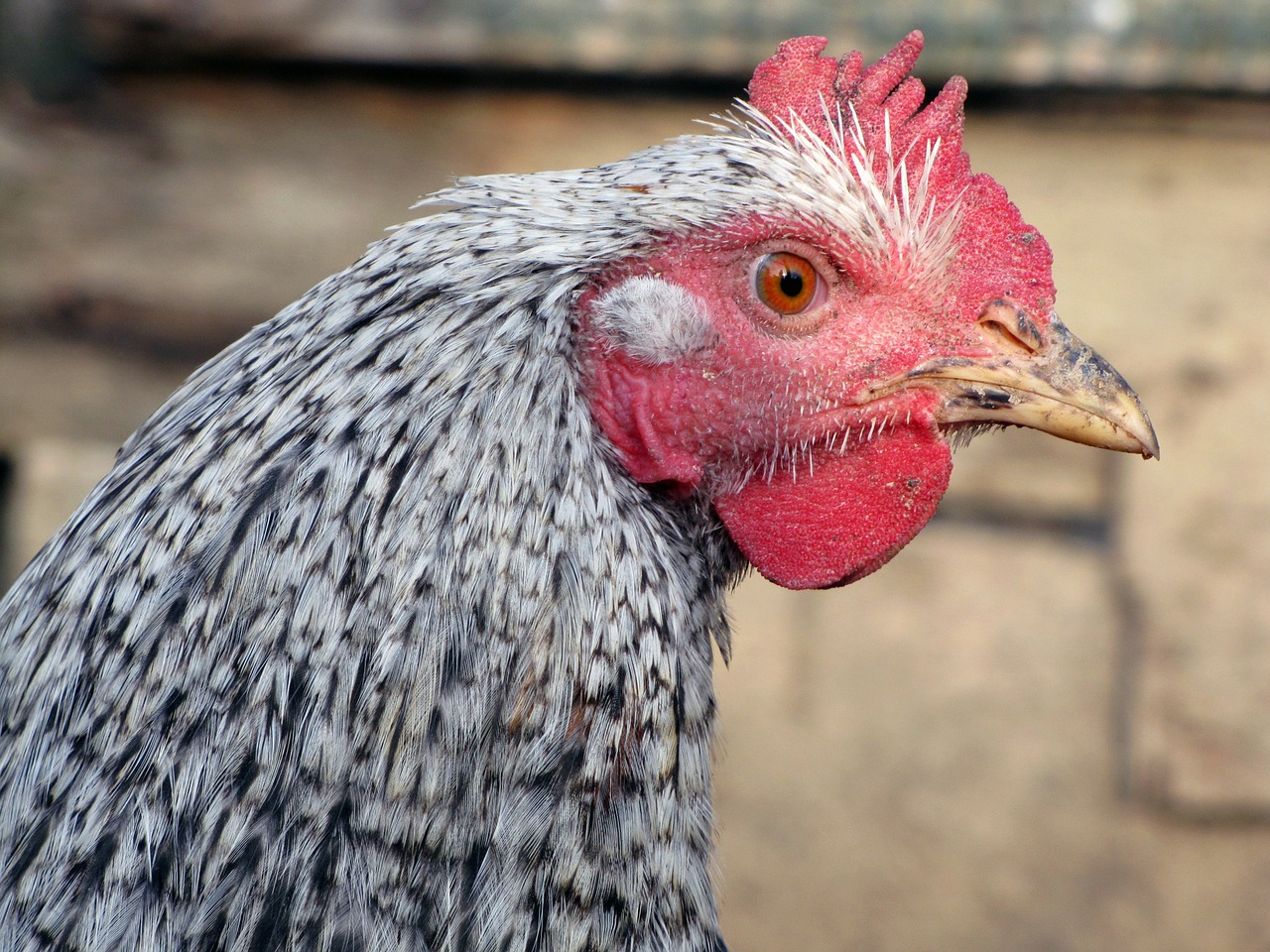 hen bird poultry free photo