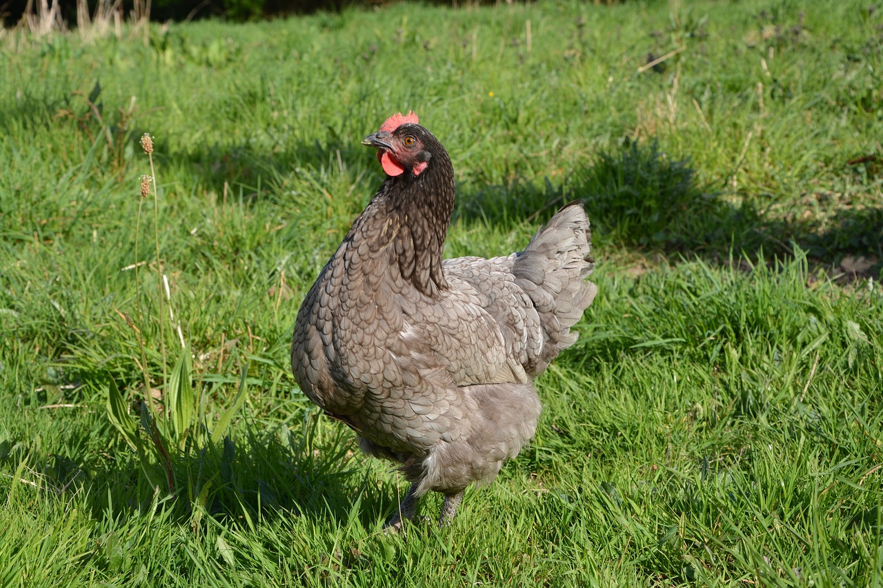 hen ash laying hens free photo