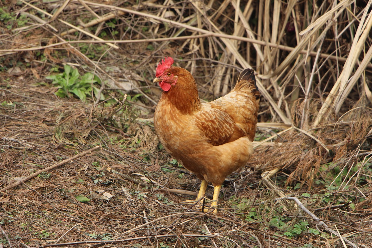 hen chicken yellow chicken free photo