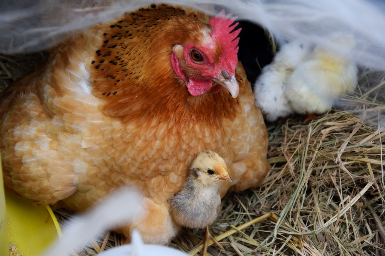 hen chicks chicken free photo