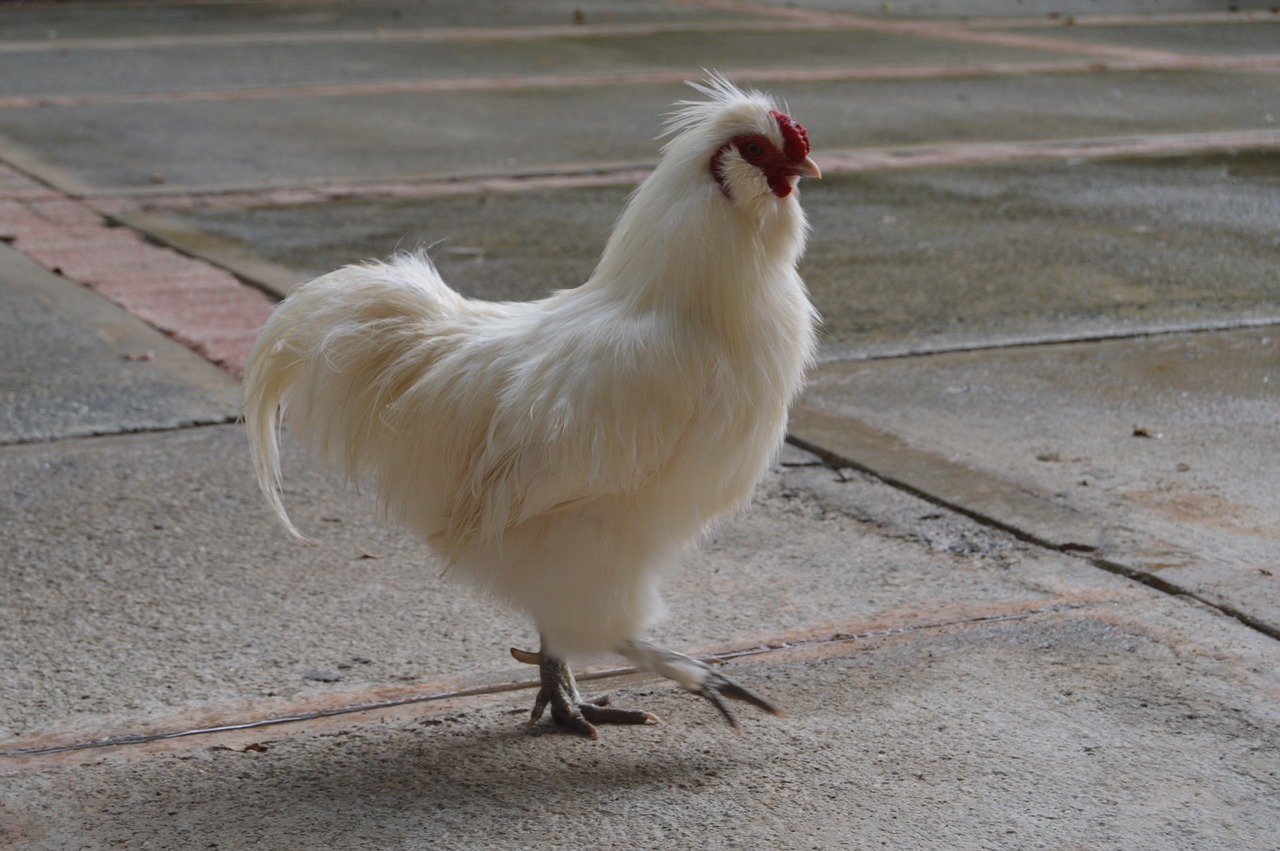 hen gallina blanca ave free photo