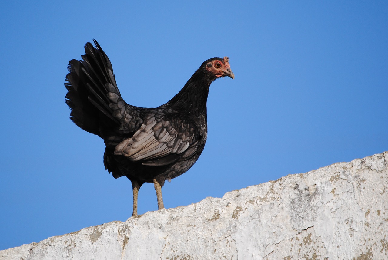 Download free photo of Hen,black,animals,ave,crest - from 