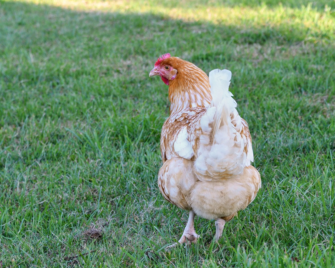 hen grass walk free photo