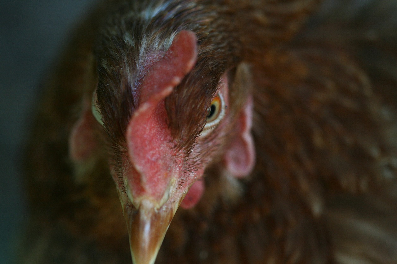 hen animal portrait of animal free photo