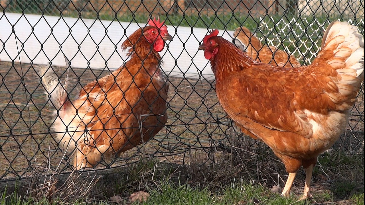 hen fence casserole free photo