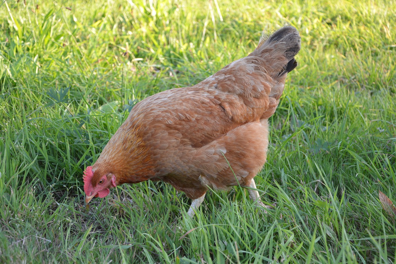 hen peck laying hen free photo