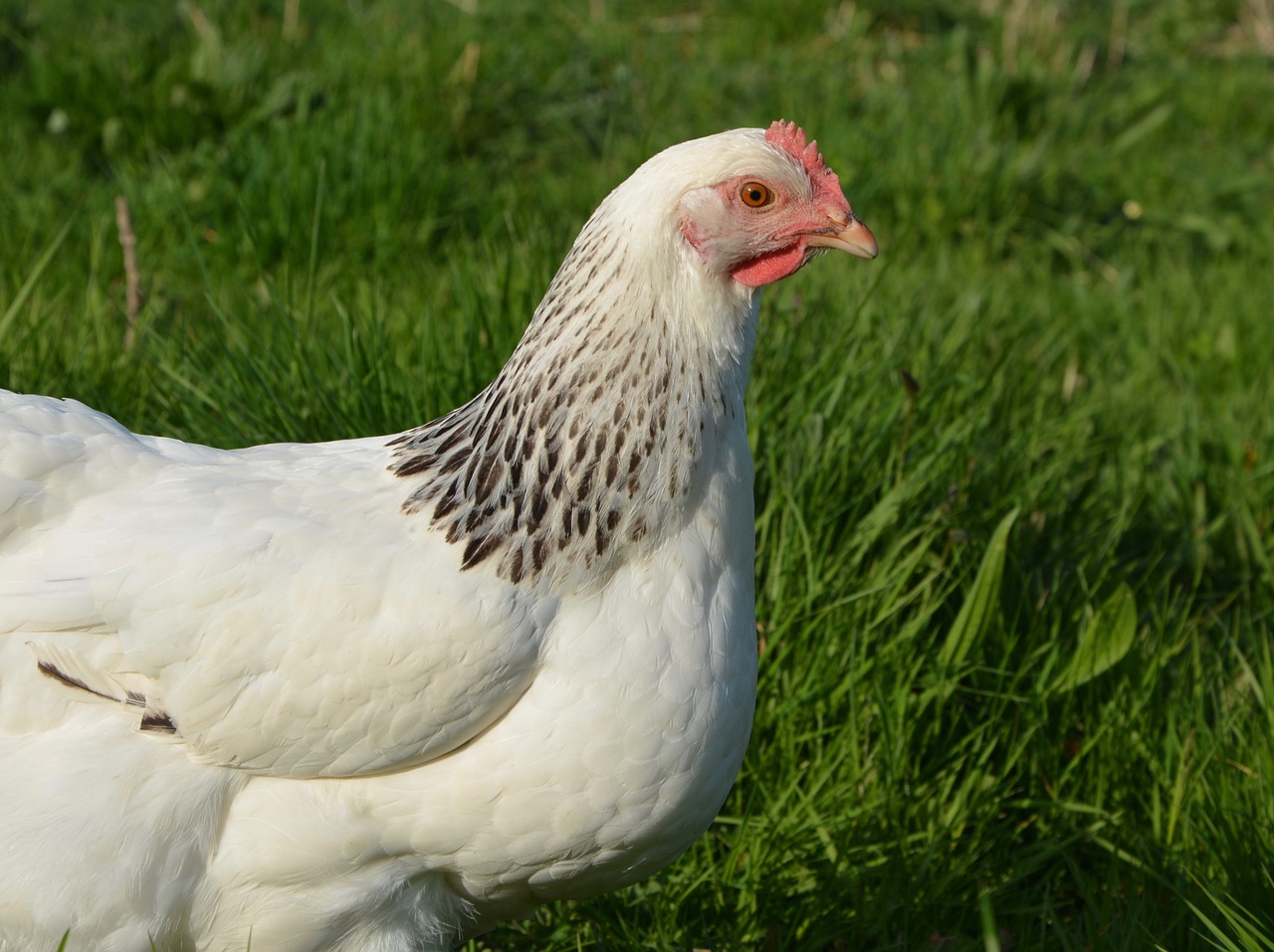 hen laying hen domestic animal free photo