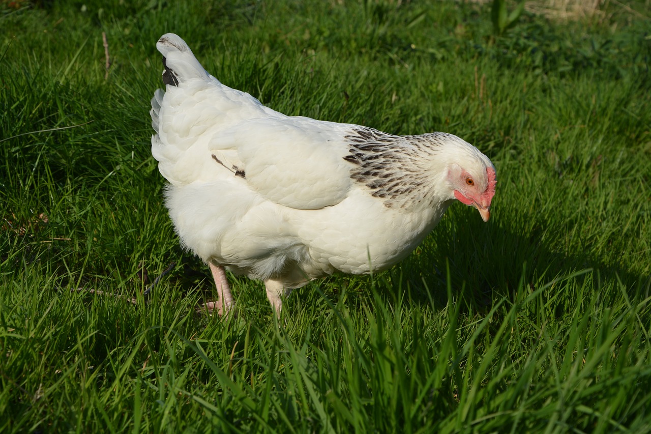 hen white hen peck free photo