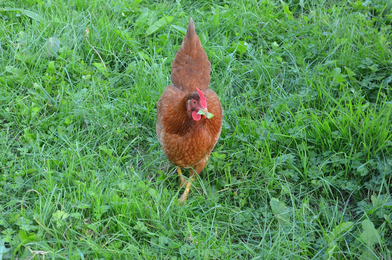 hen red hen eat grass free photo