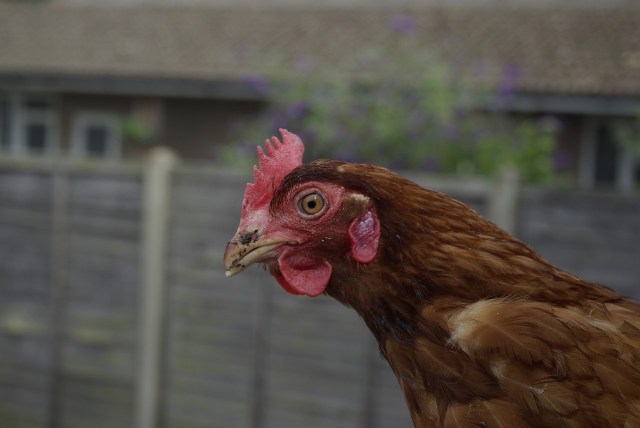 hen rescue feathers free photo
