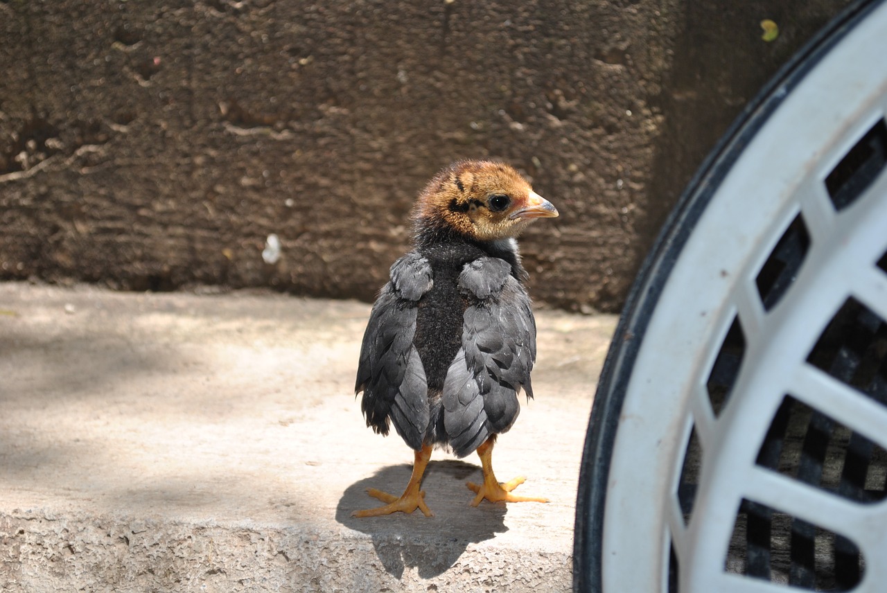 hen farm chicken free photo