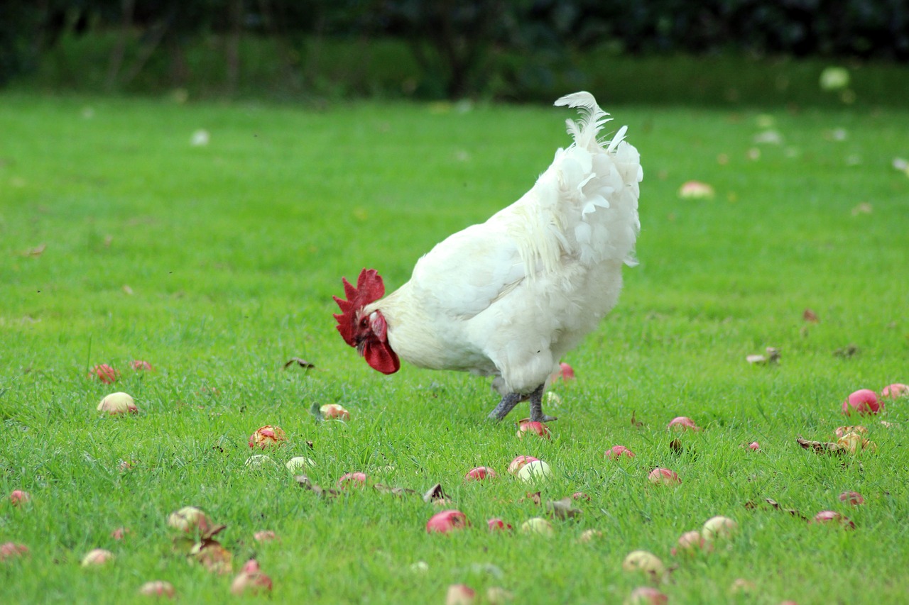 hen natural apples free photo