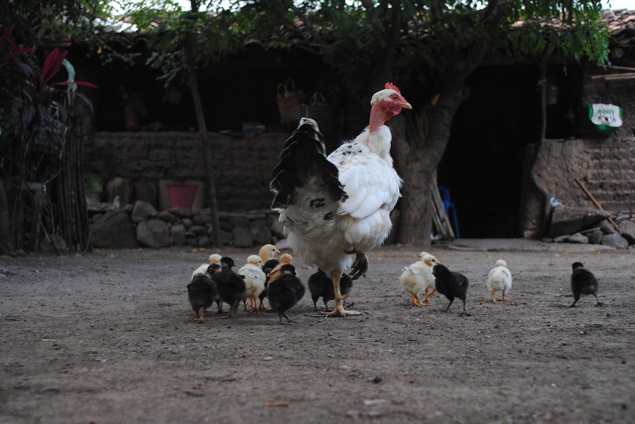 hen chicks regional fauna free photo