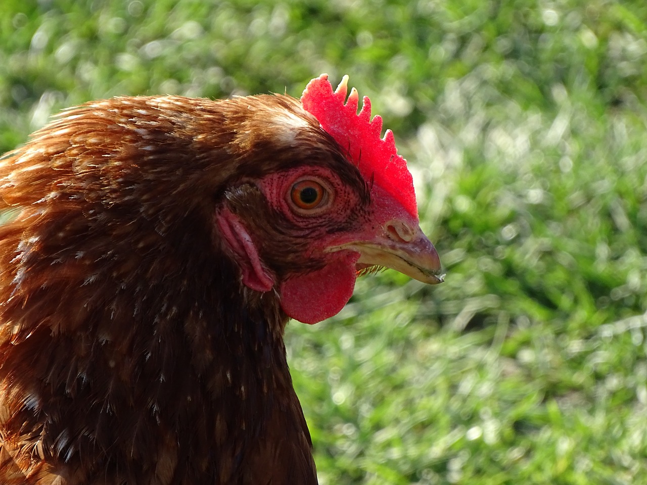 hen  fowl  bird free photo