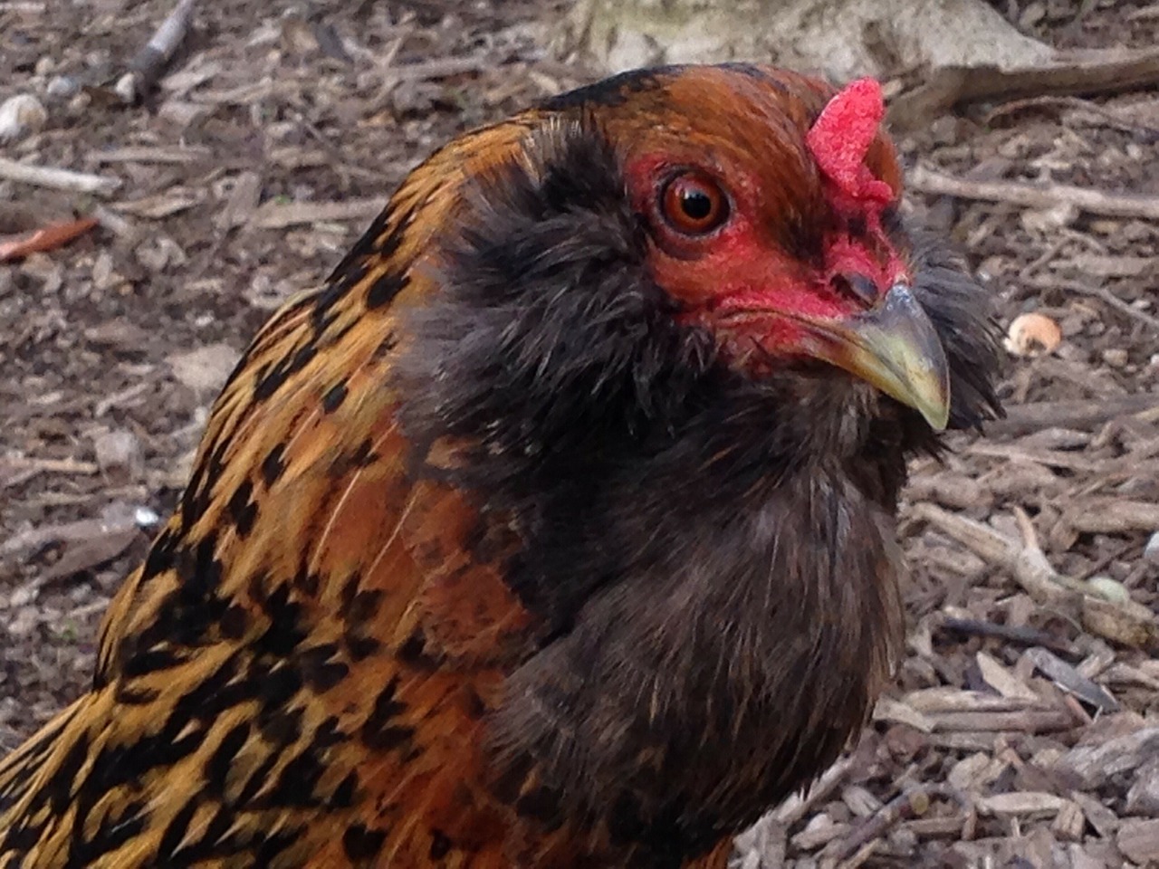 hen farm animals poultry free photo