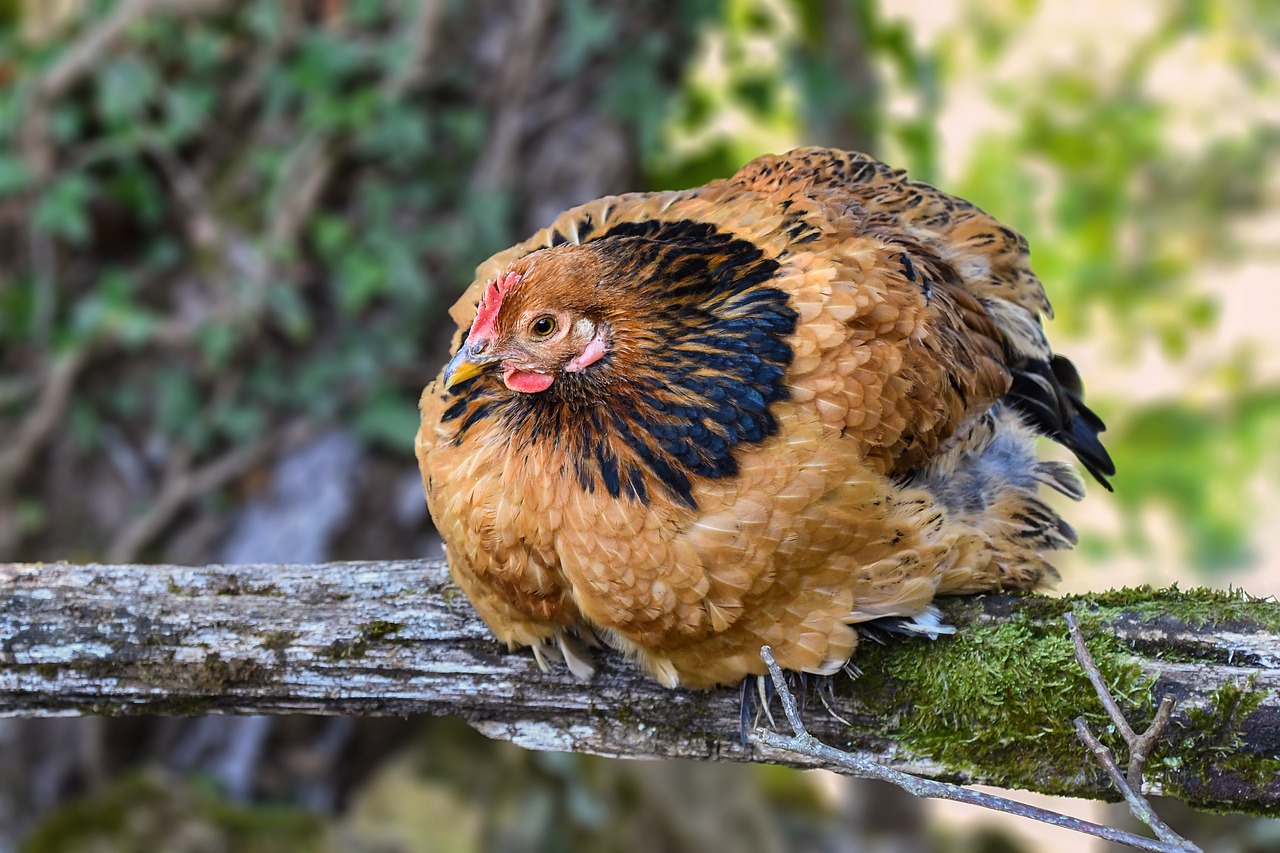 hen  rousse  gallinacé free photo