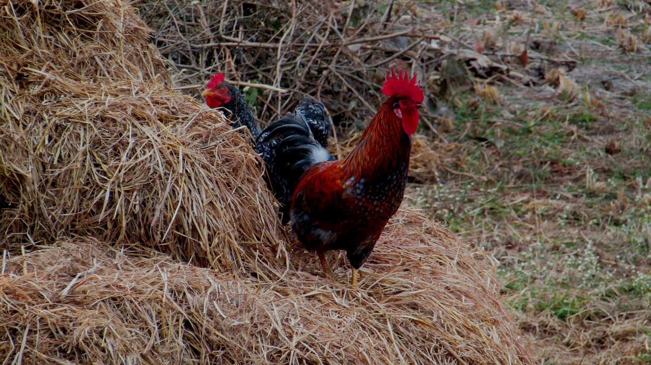 hen  haystack  rooster free photo