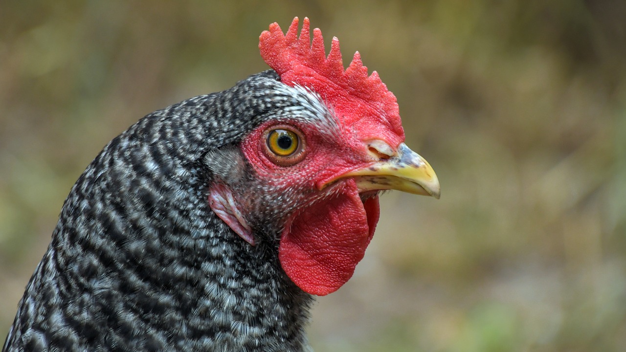 hen  portrait  poultry free photo