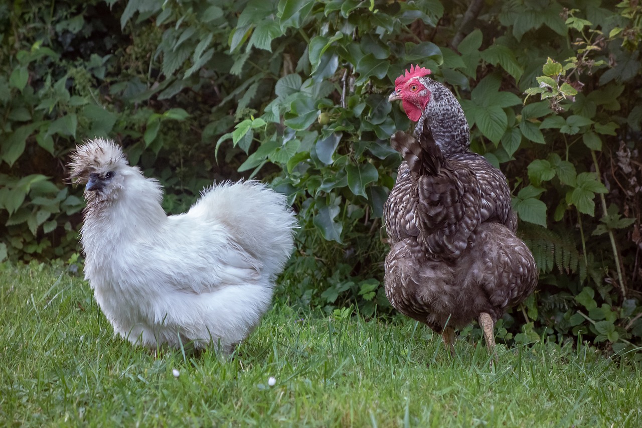 hen  coucou de rennes  silk free photo