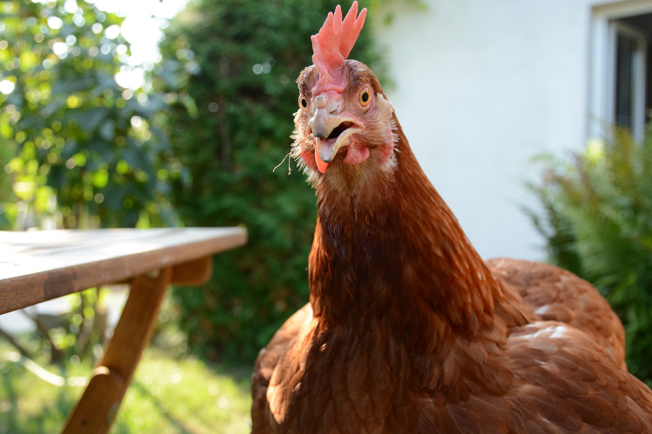 hen  summer  bird free photo