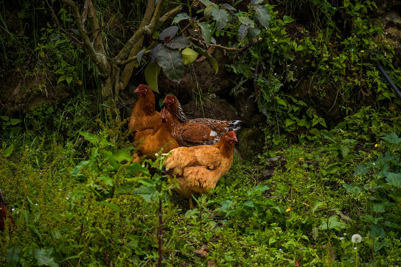 hen  ave  wings free photo