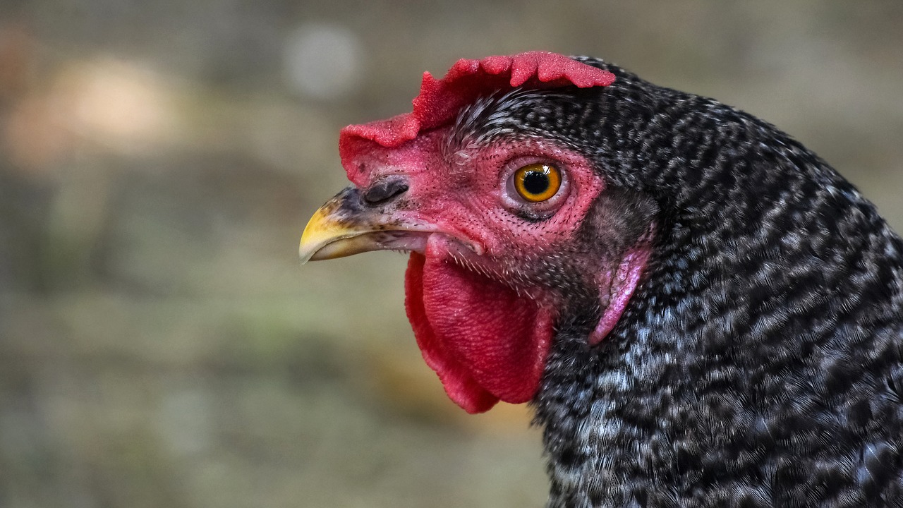 hen  poultry  portrait free photo