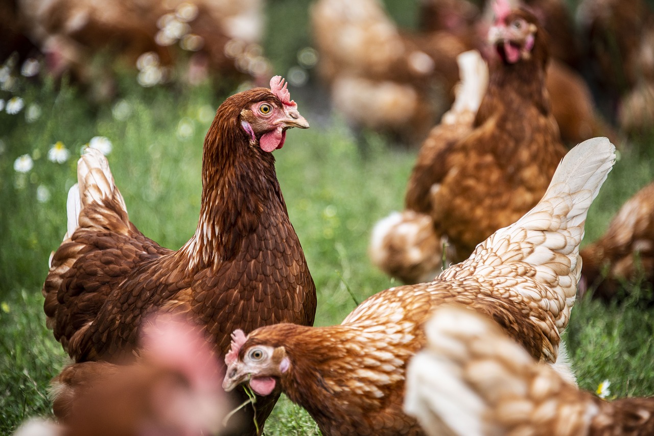 hen  bio  poultry free photo