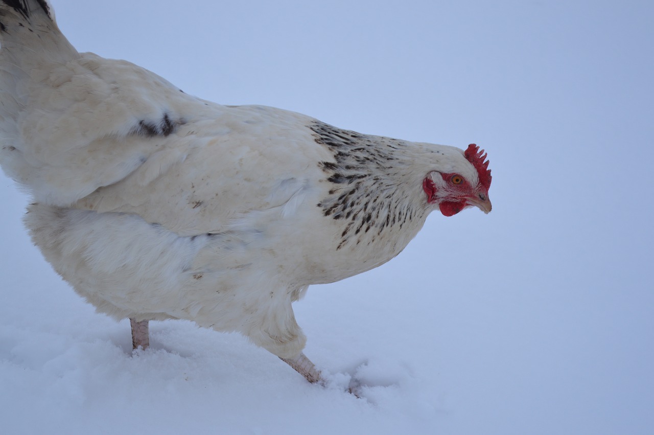 hen  snow  low court free photo