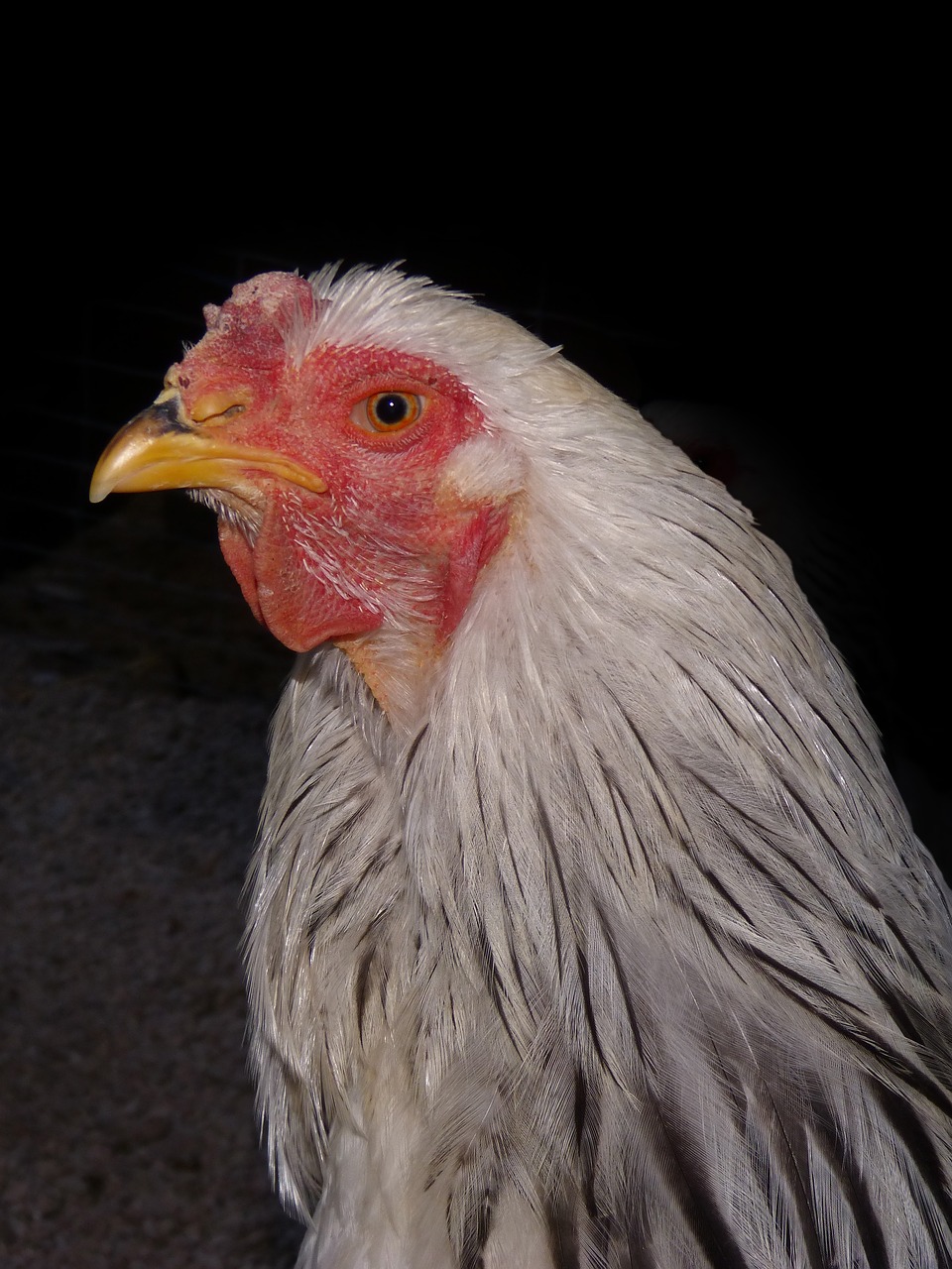 hen  laying hen  poultry free photo