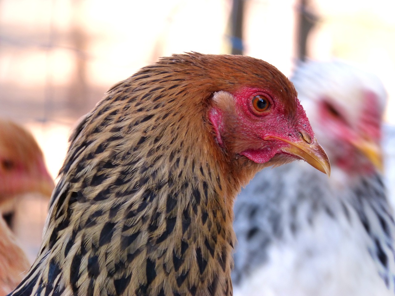 hen  laying hen  race free photo