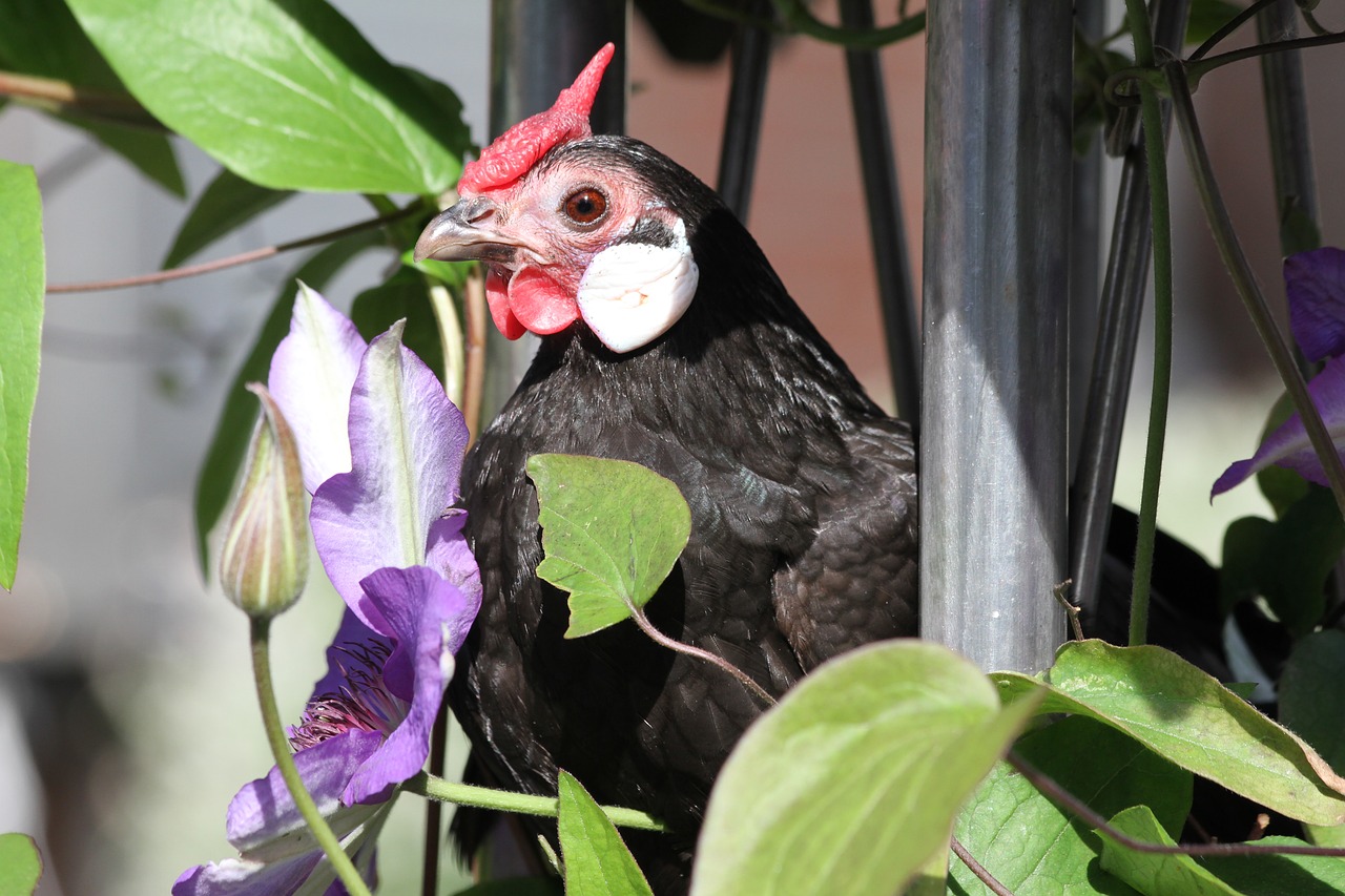 hen  chicken  bantam free photo