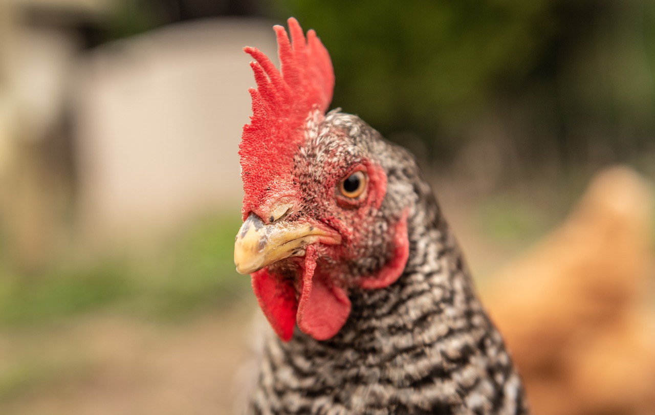 hen  portrait  close-up free photo