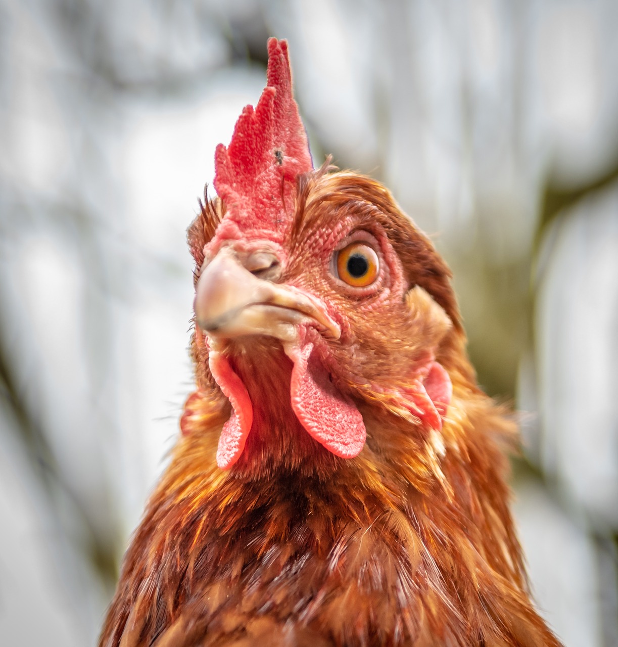 hen  portrait  close-up free photo