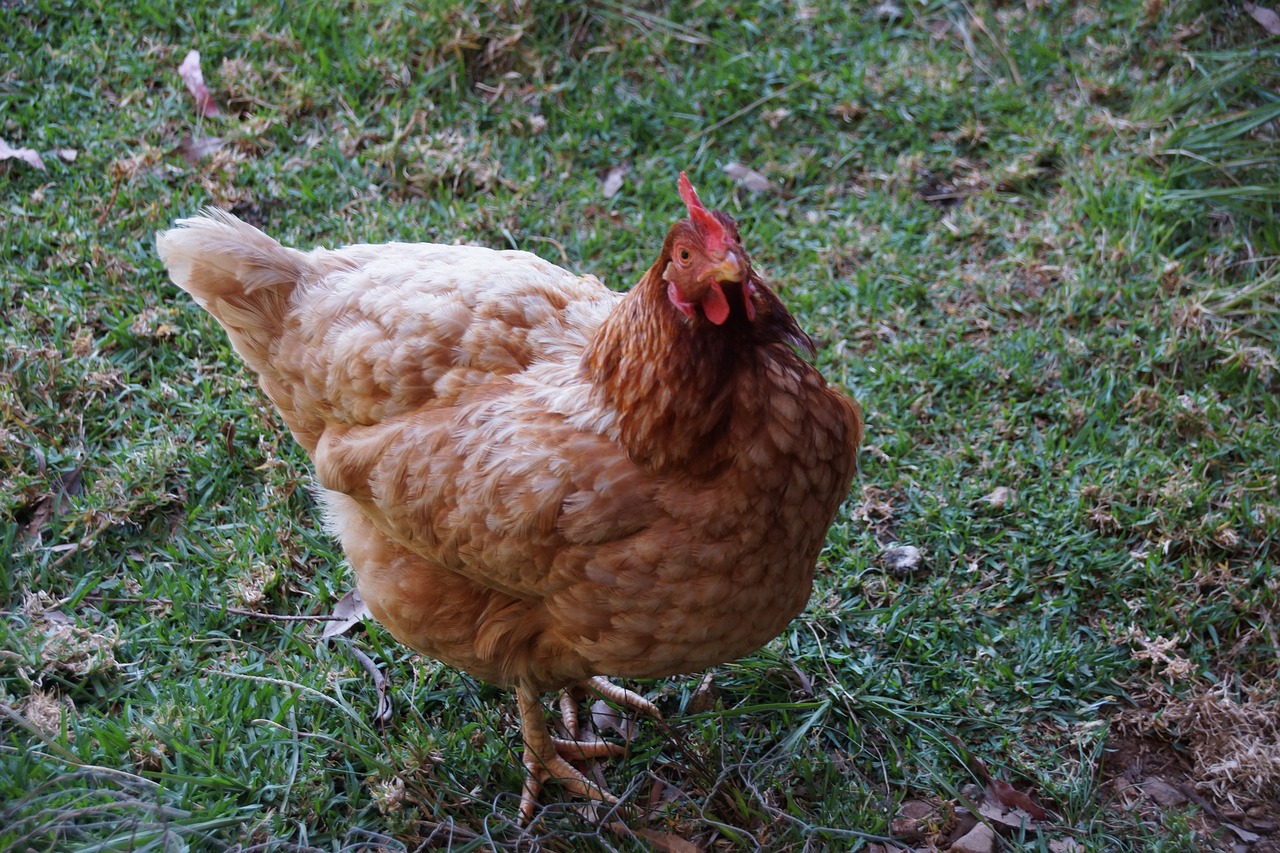 hen  animal  rooster free photo