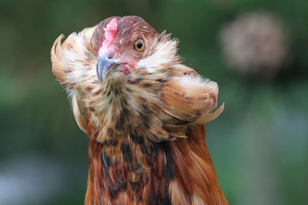 hen  chicken  araucana free photo