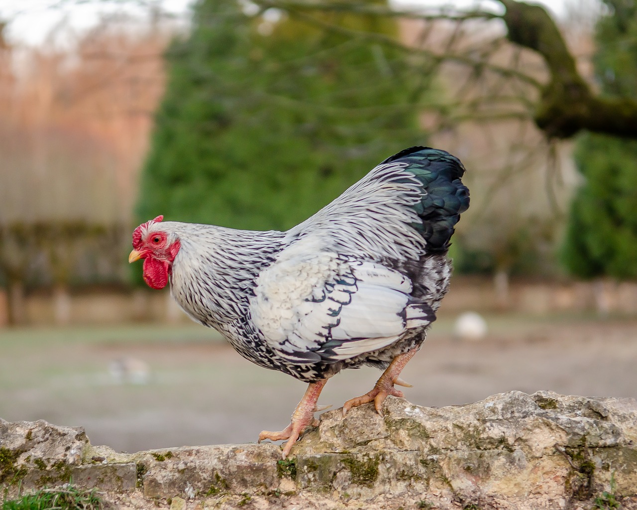 hen  pen  red free photo