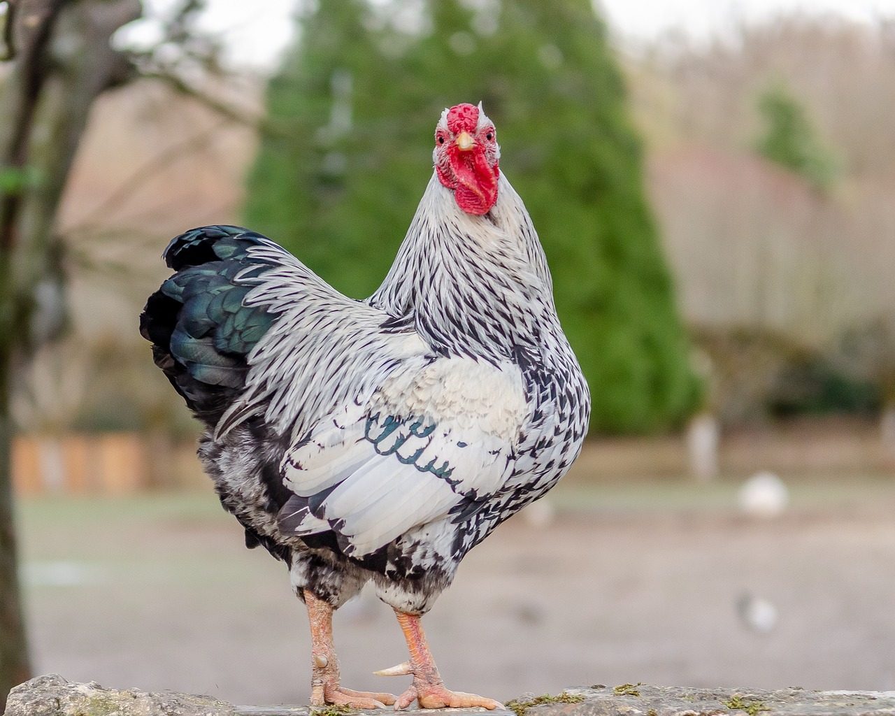 hen  pen  red free photo