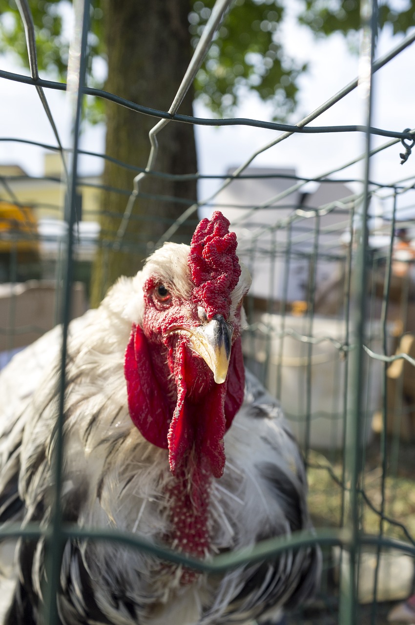 hen  red  plumage free photo