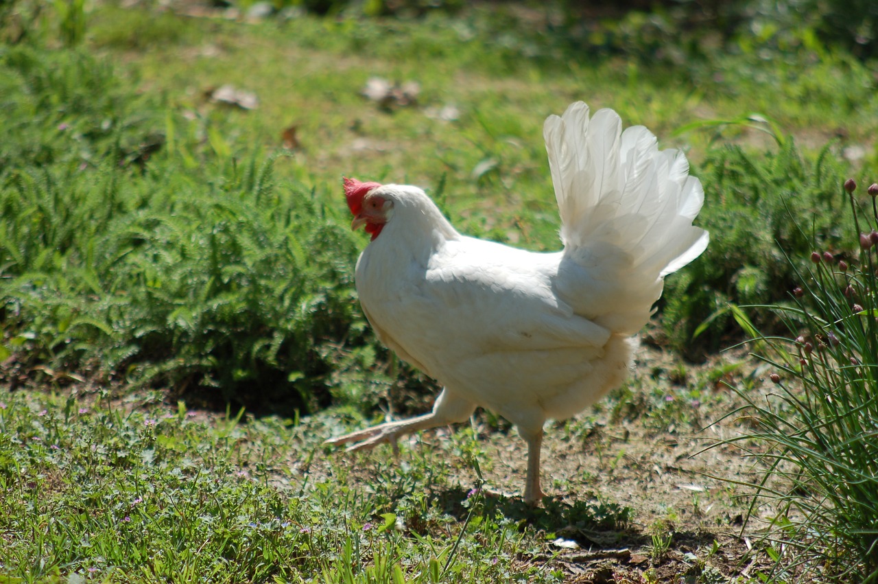 hen  poultry  free-range free photo